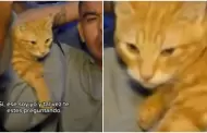 Culpable o inocente? Gatito es hallado en penal Ancn I durante requisa