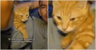 Gatito es hallado en penal Ancn I durante requisa