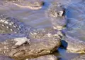 Terrible! Mujer acaba con la vida de su hija tras lanzarla a un lago con cocodrilos a puertas del Da de la Madre