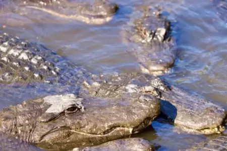 Madre lanza a su hija a ro con cocodrilos.