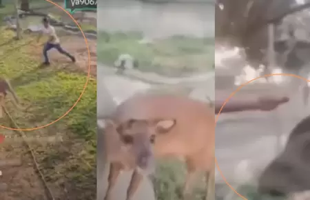 TikTokers maltratan animales en Parque de las Leyendas.