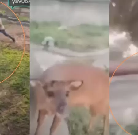 TikTokers maltratan animales en Parque de las Leyendas.