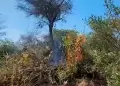 Chiclayo: Preocupante! Incendio forestal en terrenos del MTC no logra ser controlado