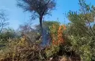 Chiclayo: Preocupante! Incendio forestal en terrenos del MTC no logra ser controlado