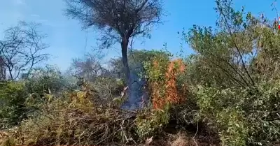 Incendio forestal se reaviva en terrenos del MTC en Chiclayo.