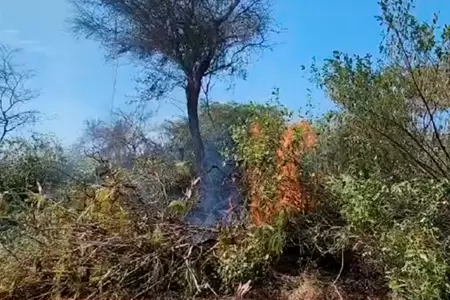 Incendio forestal se reaviva en terrenos del MTC en Chiclayo.
