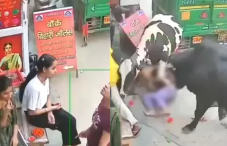 Vacas embisten a jvenes en plena calle.