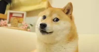 Muri Kabosu, la perra que se volvi viral por un meme.