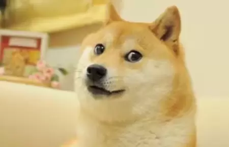Muri� Kabosu, la perra que se volvi� viral por un meme.