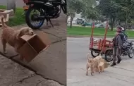 "Firulais reciclador": Perrito conquista corazones por ayudar a su dueo a recolectar cajas de cartn