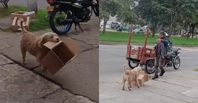 Perrito ayuda a su dueo a recolectar cajas de cartn