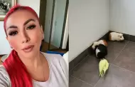 Deysi Araujo pone criadero de cuyes en su departamento de San Isidro y fans la trolean: "Ahora s te botan"