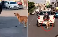 Lamentable! Perrito abandonado en la calle corre desesperado para alcanzar el auto de su duea