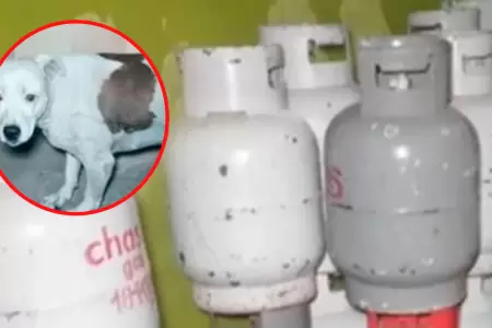 Ladrones envenenan perrito para robar 15 balones de gas.