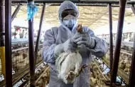 Atencin! OMS reporta la primera muerte humana por gripe aviar AH5N2 en el mundo