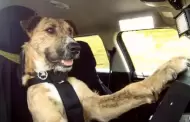 Peludos al volante! Escuela de manejo para perros busca reducir el abandono animal