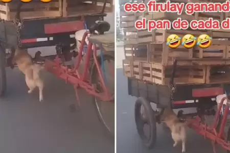 Perrito ayuda a su dueo a empujar un triciclo de reciclaje