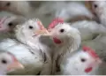 Sin alarma! OMS desmiente muerte por gripe aviar H5N2 en hospital de Mxico