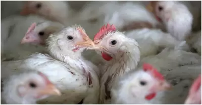 OMS desmiente muerte por gripe aviar H5N2 en Mxico