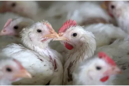 OMS desmiente muerte por gripe aviar H5N2 en Mxico