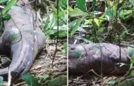 Inslito! Mujer desaparecida es encontrada dentro del estmago de una enorme serpiente