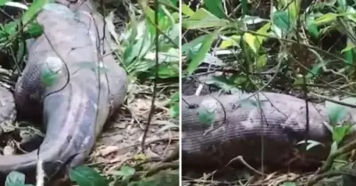 Serpiente devora cuerpo de una mujer en Indonesia.