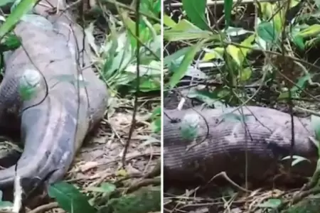 Serpiente devora cuerpo de una mujer en Indonesia.