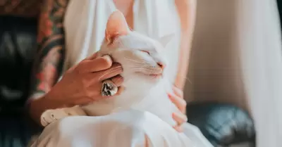 Mujer cancela su boda porque su novio abandon a su gato.