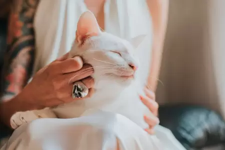 Mujer cancela su boda porque su novio abandon a su gato.