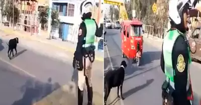 Polica ayuda a perrito a cruzar la pista.