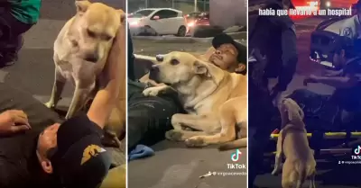 Perrito no se separaba de su dueo herido en la pista.