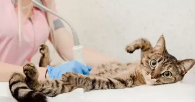 Gato en el veterinario