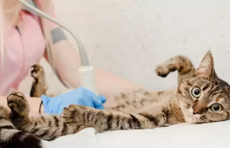 Gato en el veterinario