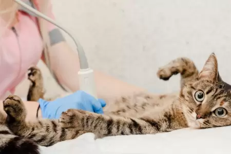 Gato en el veterinario