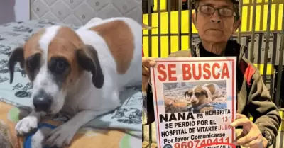 Adulto mayor busca incansablemente a su perrita en Ate