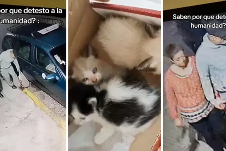 Pareja abandona a tres gatitos en la calle.