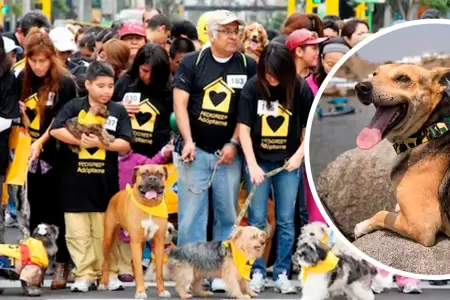 Evento busca recolectar fondo para animales indefensos.