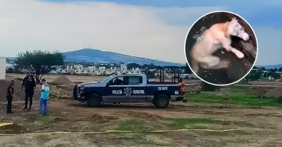 Joven intent rescatar a un perrito en Tlajomulco.