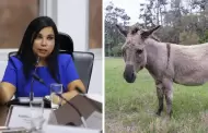 Ministra de Comercio Exterior anuncia que Per exportar carne de burro a China: "Est requerida"