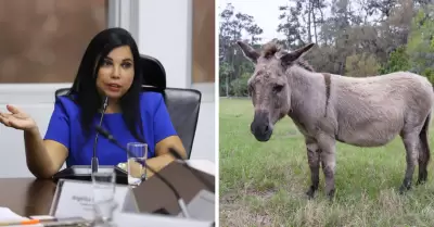 Ministra de Comercio Exterior anuncia exportacin de carne de burro