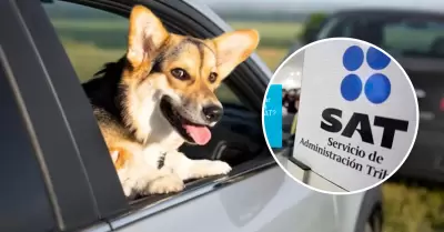 SAR multar por no transportar correctamente a mascotas