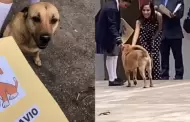 Conoce a 'Flavio', el perrito viral de Tik Tok que acaba de "graduarse" de la escuela primaria