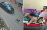 Indignante! Perrito 'Rocky' es atropellado y chofer desalmado se dio a la fuga en Ventanilla