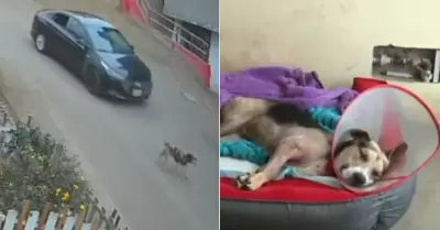 Perrito es atropellado en Ventanilla.