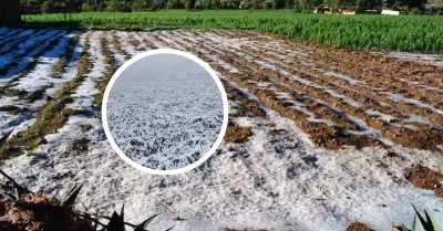 Un milln de hectreas afectadas por heladas