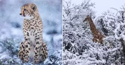 Cae nieve en frica y sorprende al mundo