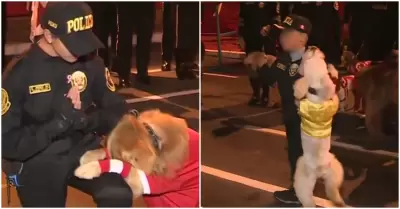 Perritos de la Unidad Canina de la PNP en Gran Parada Militar