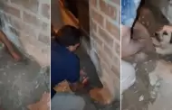 Indignante! Mujer entierra viva a su perrita preada y vecinos la rescataron al or su llanto