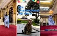 Da Internacional del Gato: Publican enternecedor video de 'Michistro', la mascota que vive en Palacio