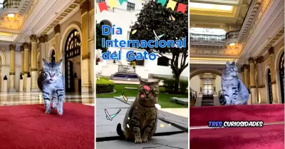 Michistro saluda a los felinos en el Da Internacional del Gato.